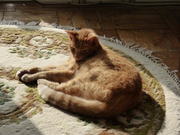 rugs-for-pet-cats-and-dogs